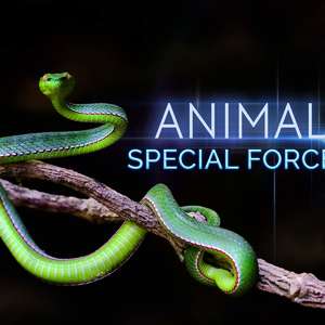 動(dòng)物特種部隊(duì)(全集)